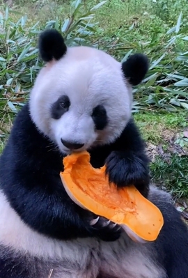 甜蜜未来乐在心怀主播照片