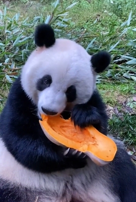 甜蜜未来乐在心怀主播照片