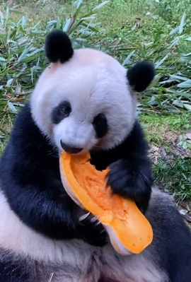 甜蜜未来乐在心怀主播照片