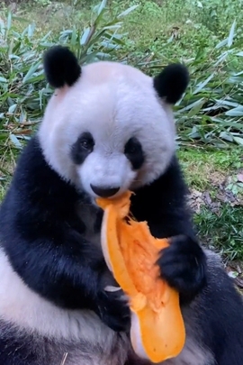 甜蜜未来乐在心怀主播照片