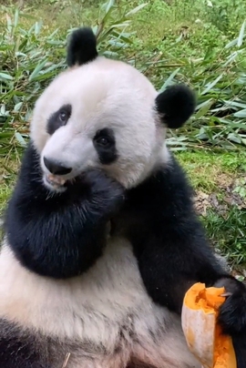 甜蜜未来乐在心怀主播照片