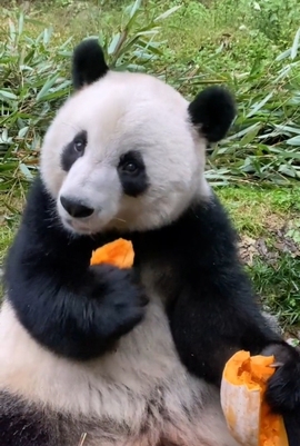 甜蜜未来乐在心怀主播照片