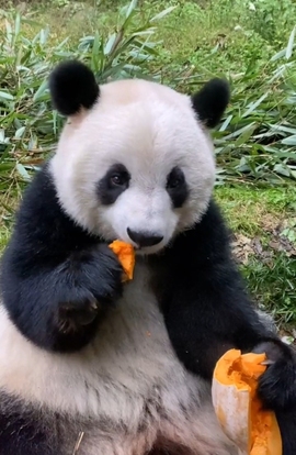 甜蜜未来乐在心怀主播照片