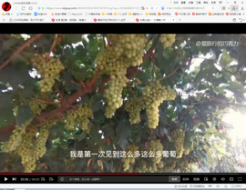 保利哥主播照片
