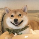 熊猫🐼d$海报
