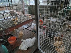 戰神大元帥黎歌主播照片