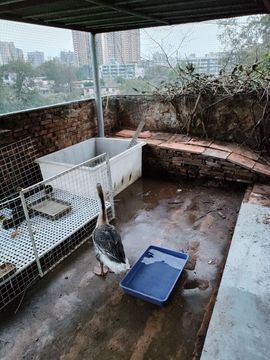 戰神大元帥黎歌主播照片