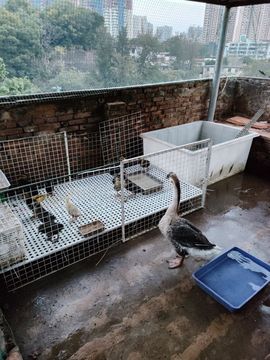戰神大元帥黎歌主播照片