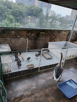 戰神大元帥黎歌主播照片