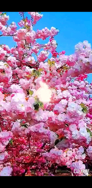 三生三世十里桃花