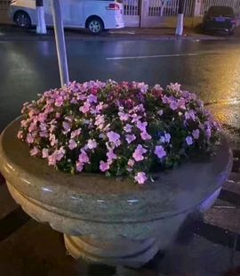 一树梨花压海唐同学☞主播照片