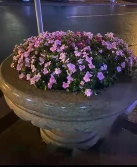 _卜卜丫...的图片