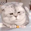 君不见十二