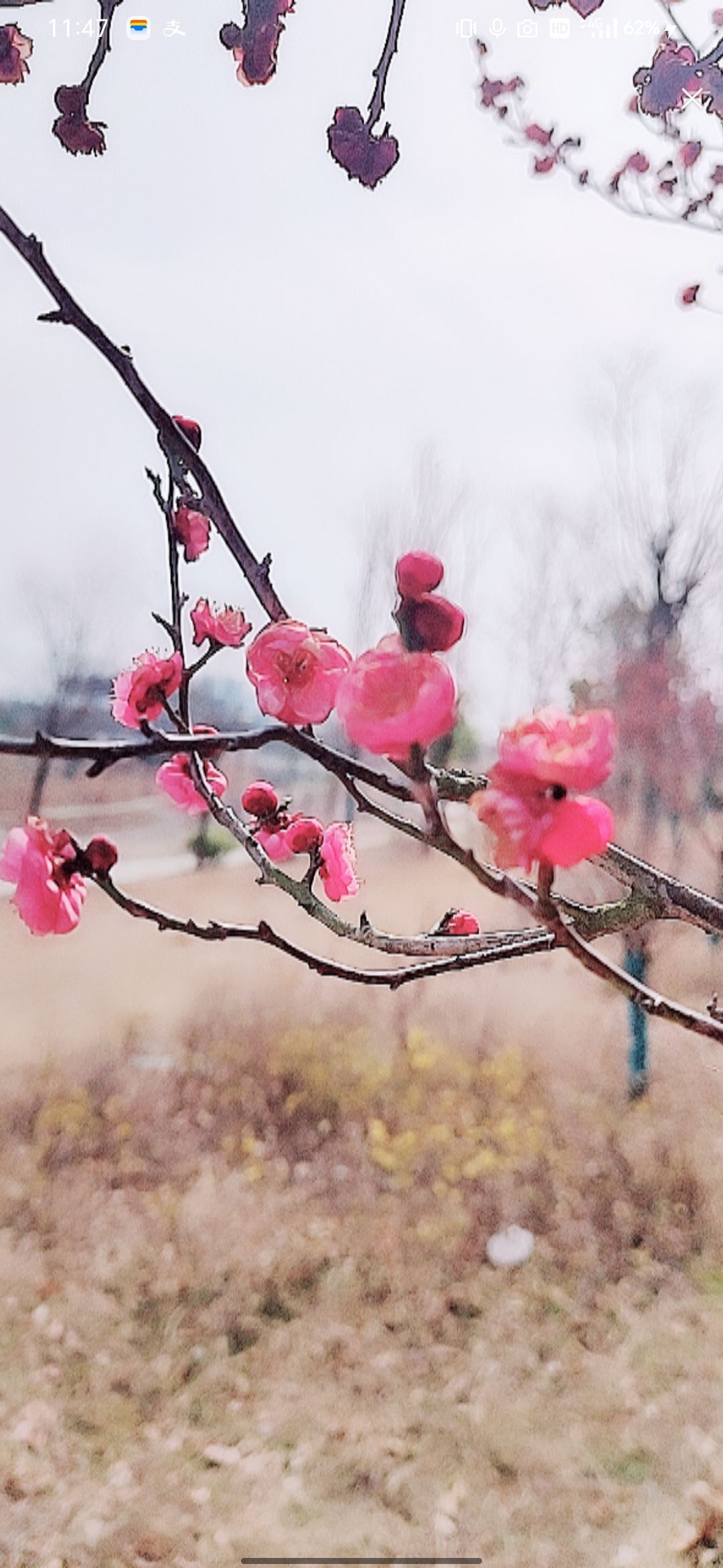 婷婷💕感恩有你陪伴的图片