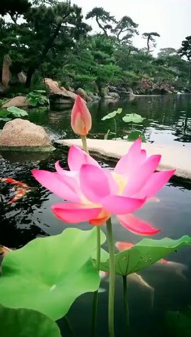 世上再美的风景主播照片