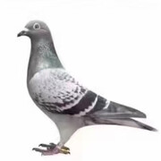 嘟先生