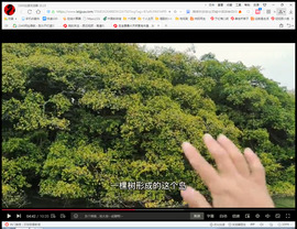 保利哥主播照片