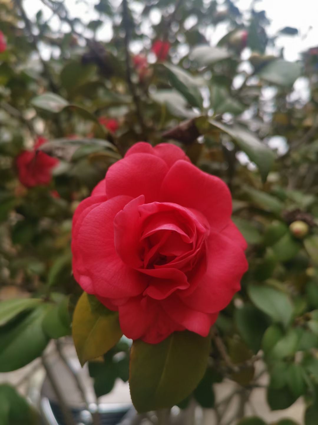 玟玟🌸的图片