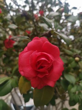 玟玟🌸加油主播照片