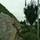 随心远行(忘忧草)