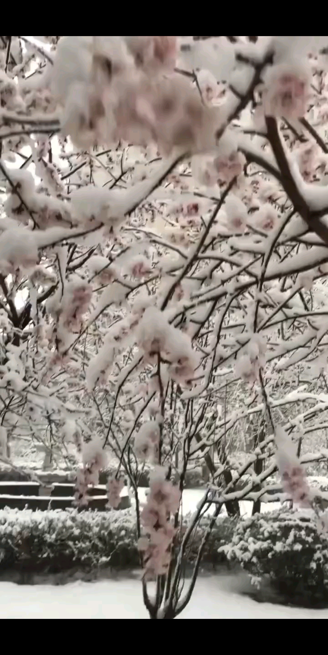 雪下得那么认真