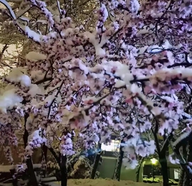 雪菜♫好运好运旺主播照片