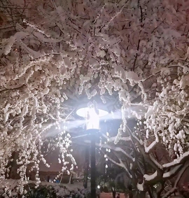 雪菜♫好运好运旺主播照片