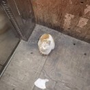 舌头扎