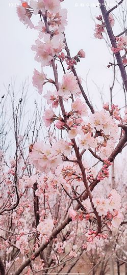 婷婷💕求过月底任务的图片