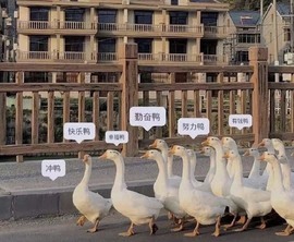 倾城🌸跳舞最哇塞主播照片