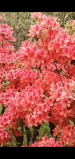 春暖花开/飞吻