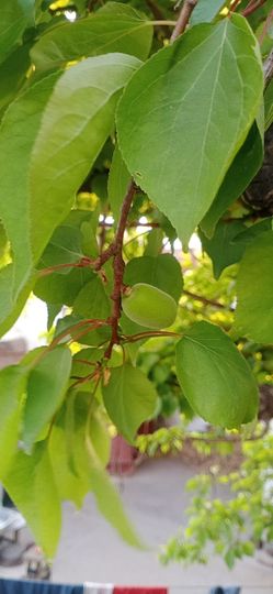 小芳，🌸减肥打卡主播照片