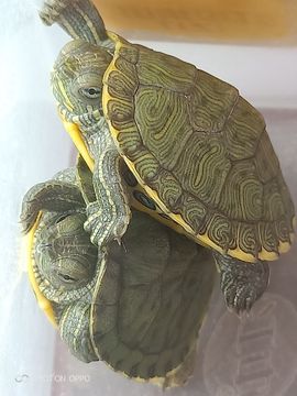 ん灵蛇公子🐍ㄜ的图片