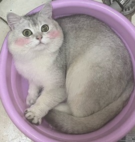 甜心（停播）主播照片