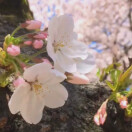 花开花落59i