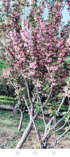 小芳，🌸减肥打卡主播照片