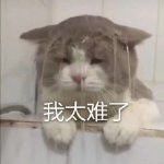 一树梨花压海唐同学☞主播照片