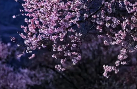 დ释怀დ主播照片