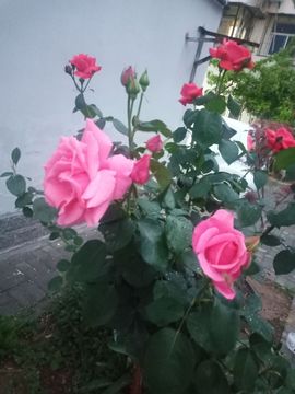 果果(平安好运)主播照片
