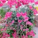 席光芳的头像