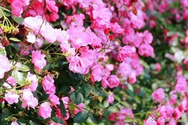 ✨小諵亰💕主播照片