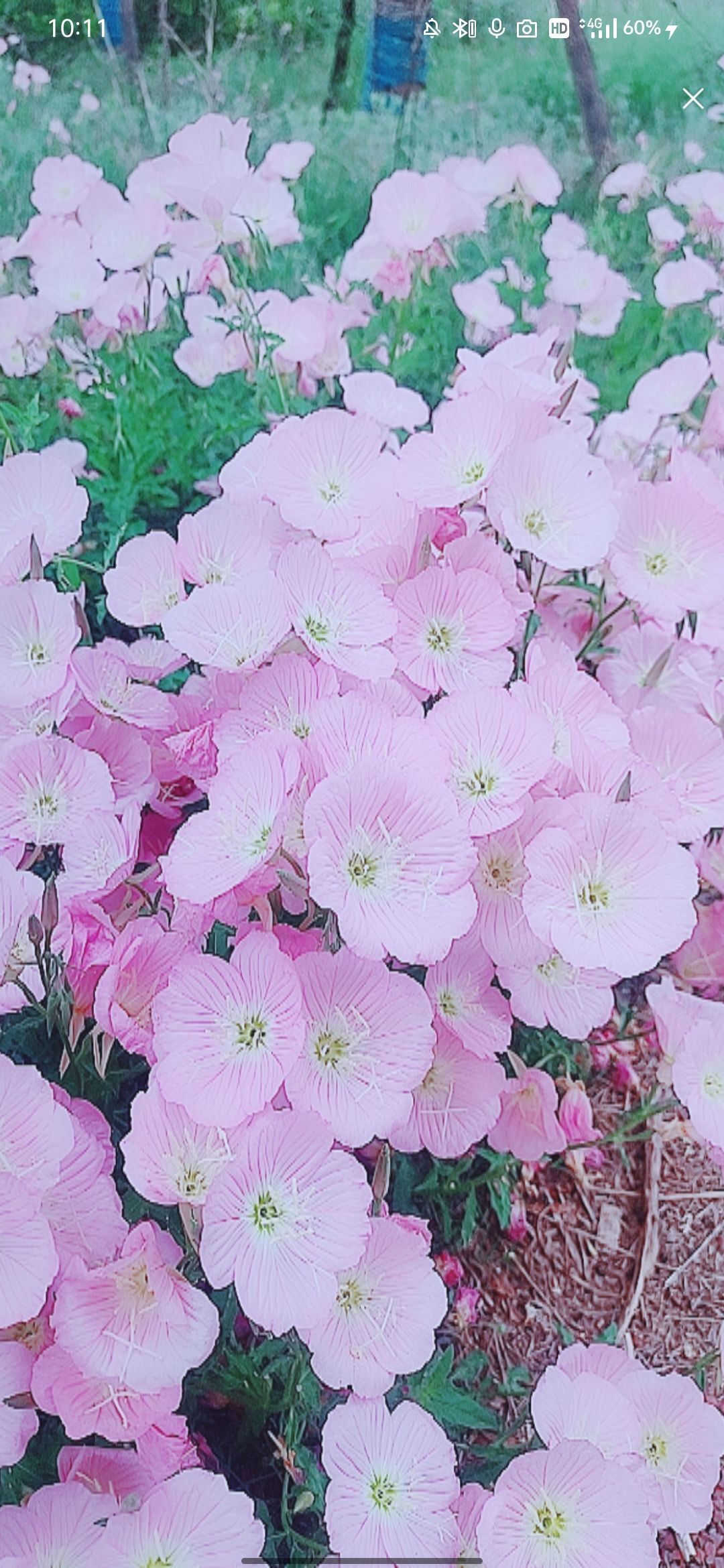 婷婷💕感恩有你陪伴的图片