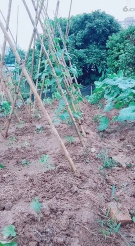 甜蜜未来乐在心怀主播照片