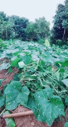 甜蜜未来乐在心怀主播照片