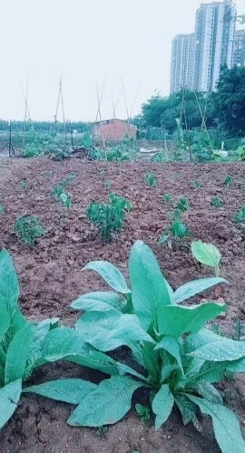 甜蜜未来乐在心怀主播照片