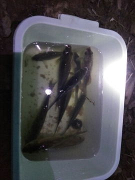 艾玛失踪人口主播照片