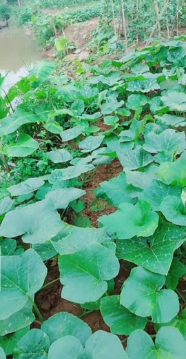 甜蜜未来乐在心怀主播照片
