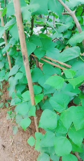 甜蜜未来乐在心怀主播照片