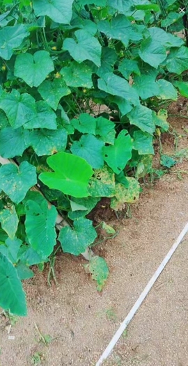 甜蜜未来乐在心怀主播照片