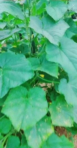 甜蜜未来乐在心怀主播照片